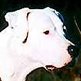 Dogue Argentino